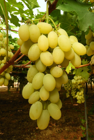 la ricerca musa