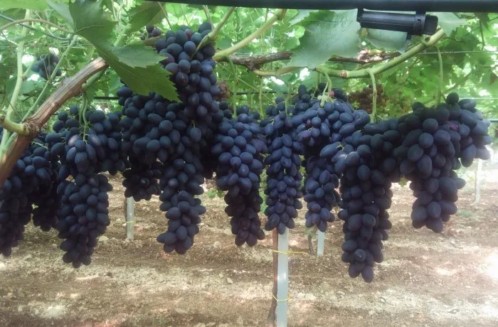 nuove varietà di uva (2)