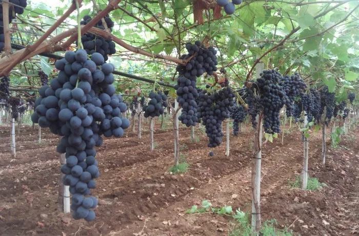 nuove varietà di uva (3)