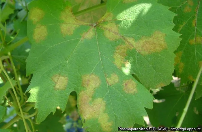 peronospora p.viticola