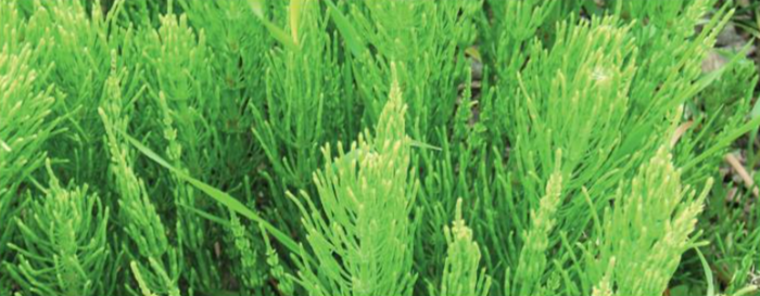 piante bioindicatrici 1