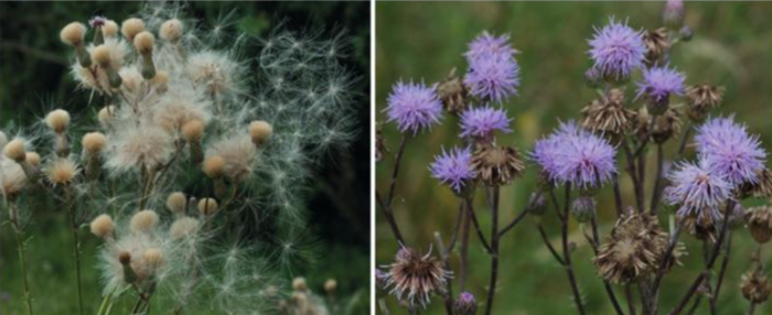 piante bioindicatrici 2