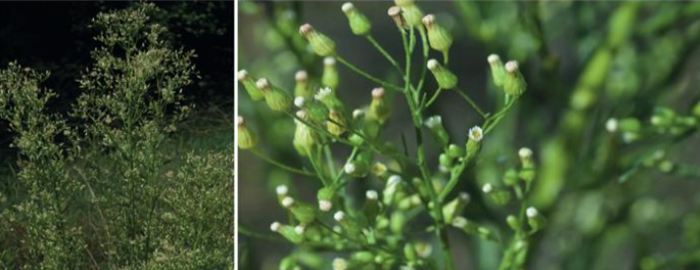 piante bioindicatrici