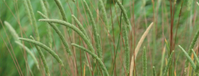 piante bioindicatrici 5