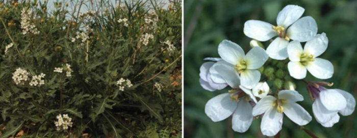 piante bioindicatrici 6