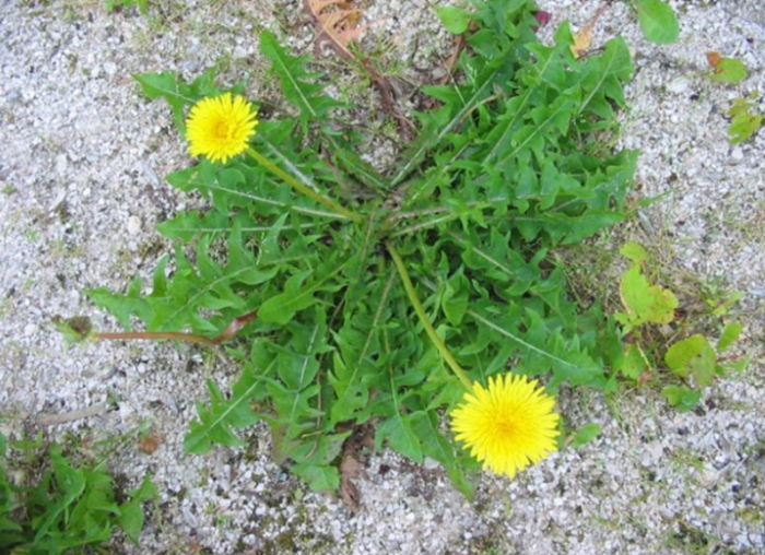 piante bioindicatrici 9