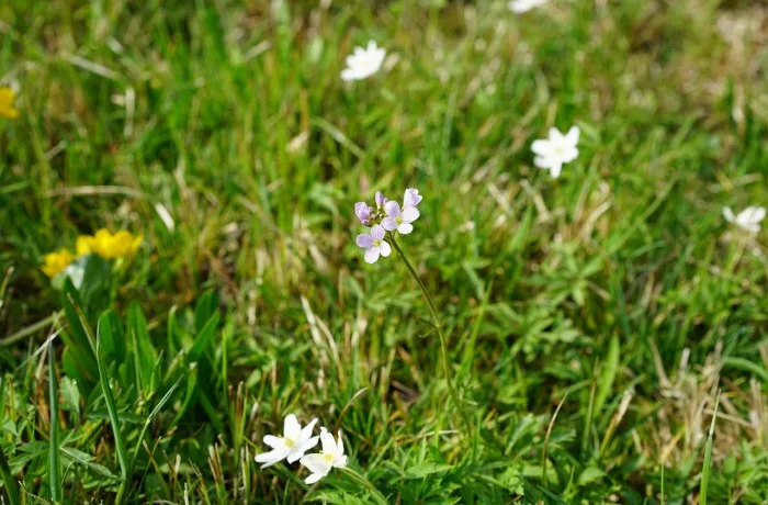 piante bioindicatrici