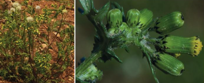 piante biondicatrici