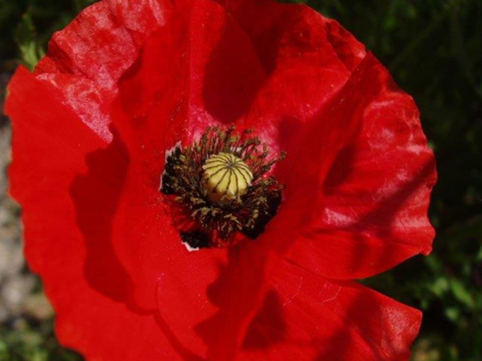 piante biondicatrici 8