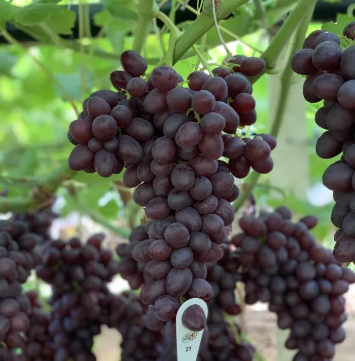 viticoltura da tavola grappolo