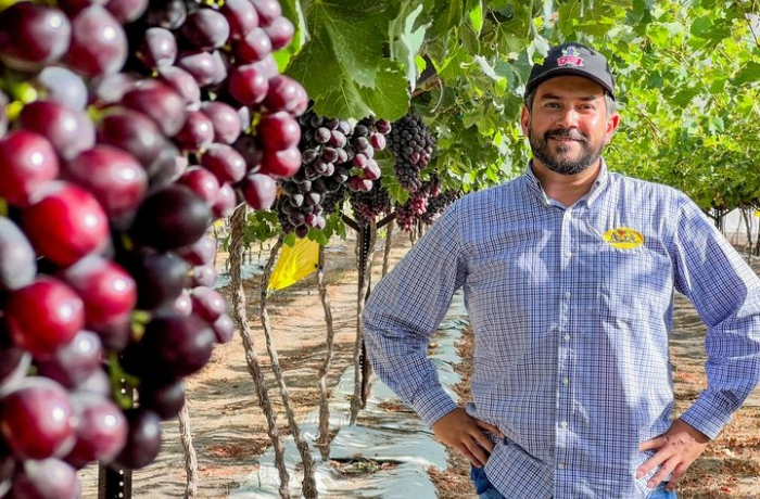 uva da tavola in messico