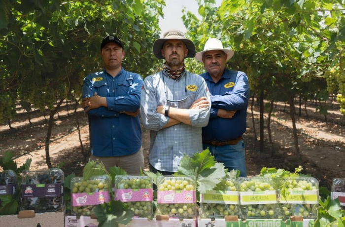 uva da tavola in messico