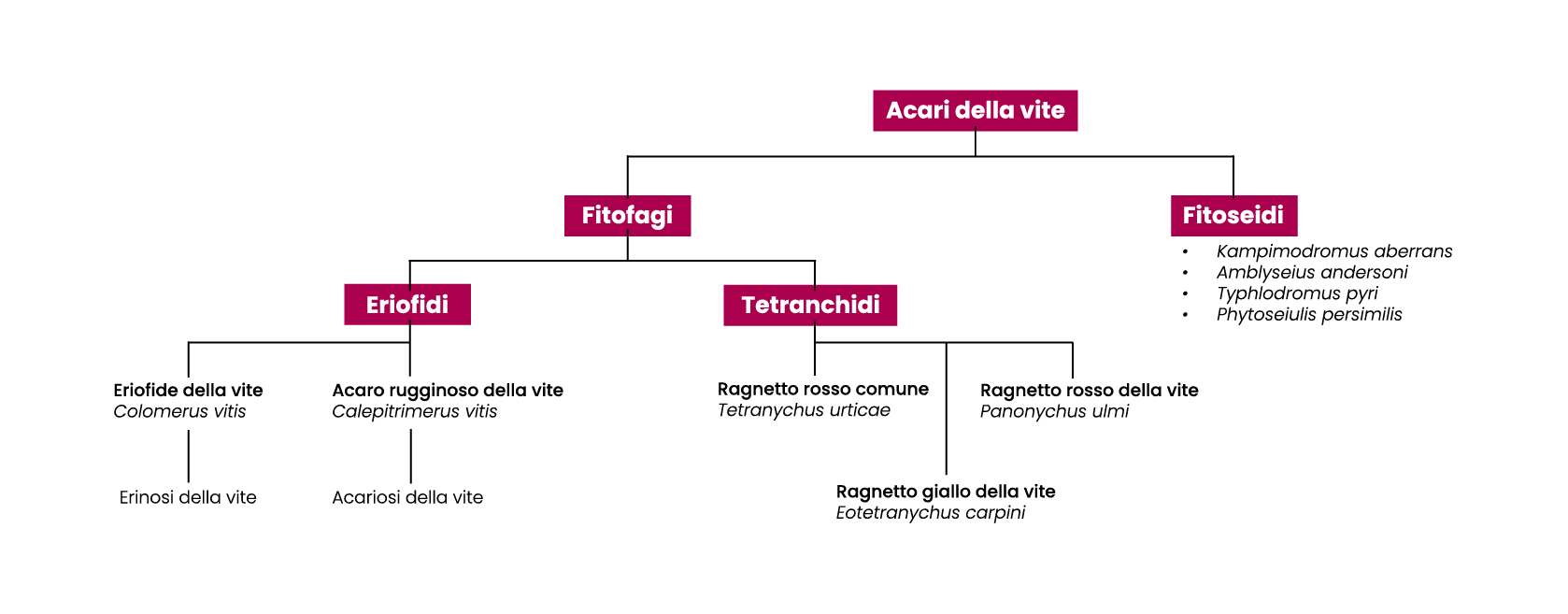acari della vite (2)
