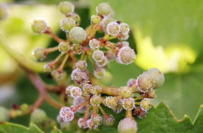 danni da peronospora cut