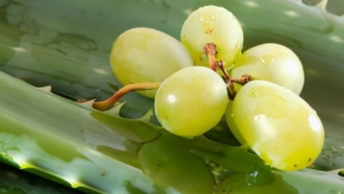 gel di aloe vera uva da tavola-min