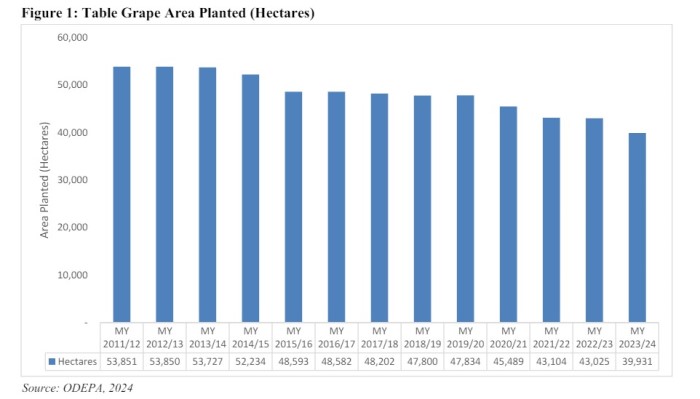 uva da tavola in cile