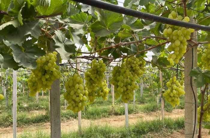 uva da tavola 2024 1