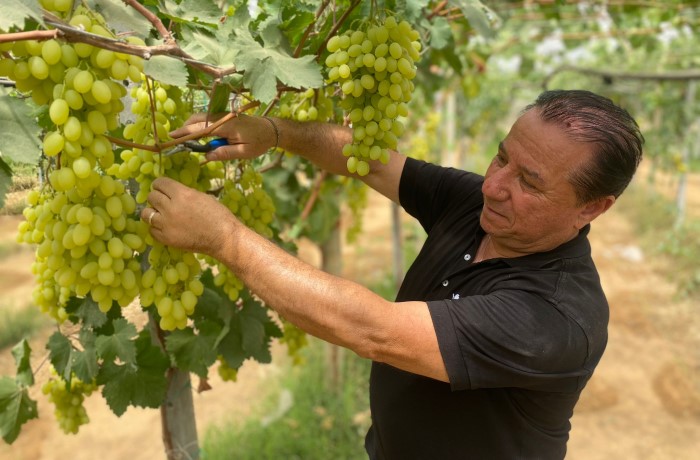 uva da tavola 2024 2