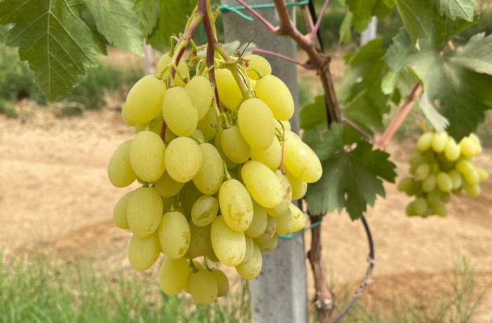 uva da tavola 2024 3