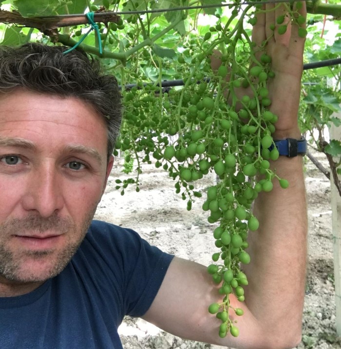 uva da tavola siciliana davide ventura