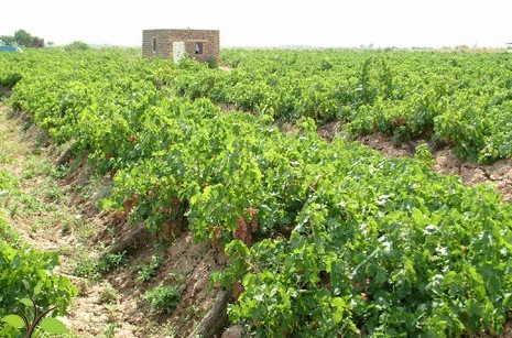 viticoltura 1