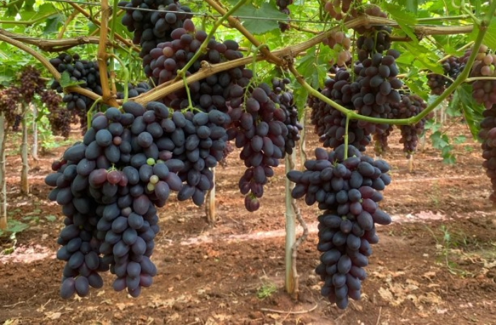uva da tavola
