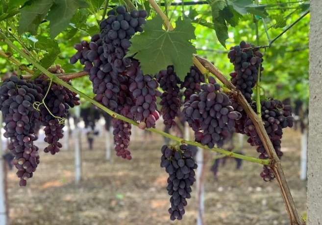 maula-uva-seedless-italiana
