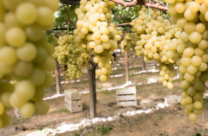 novello uva da tavola varietà
