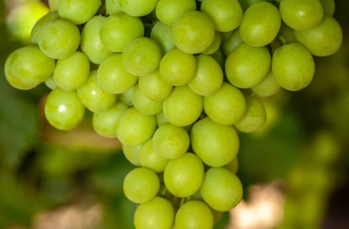 uva da tavola