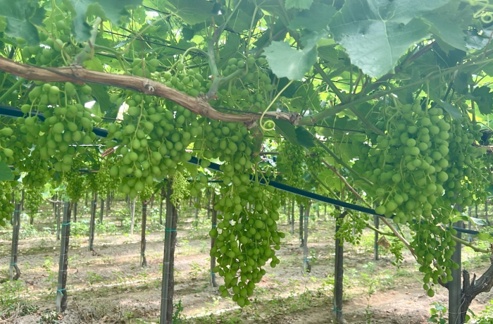 uva da tavola 2024 1