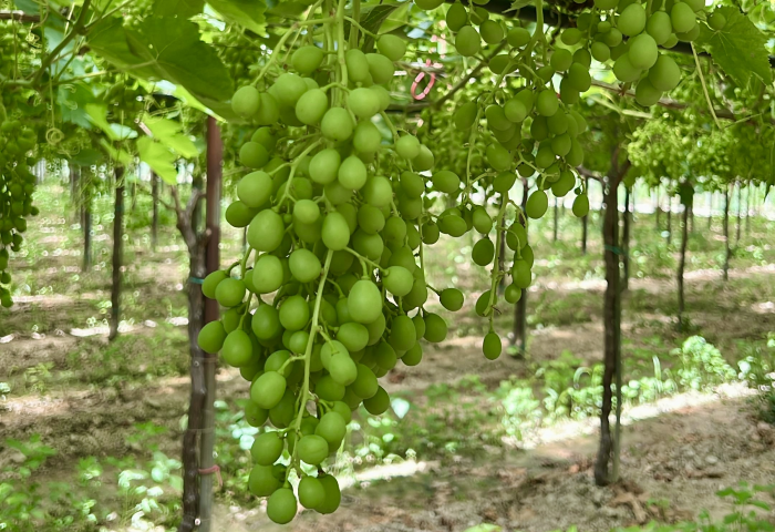 uva da tavola 2024 2
