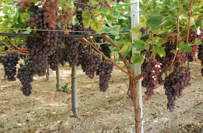 CERTIFICAZIONI UVA 2