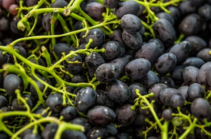 furti di uva da tavola