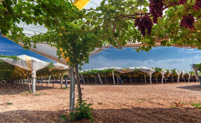 irrigazione uva da tavola 2