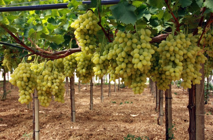 irrigazione uva da tavola 3