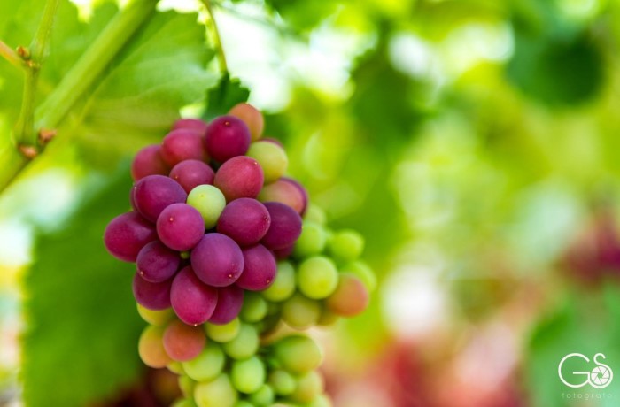 festa dell'uva di grottaglie