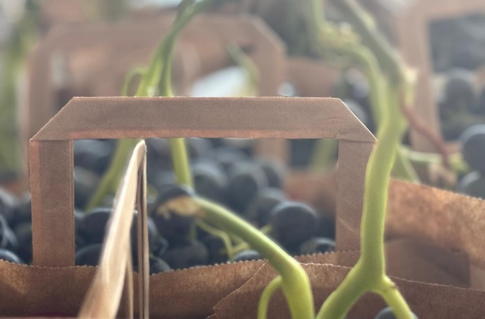 varietà tardive uva