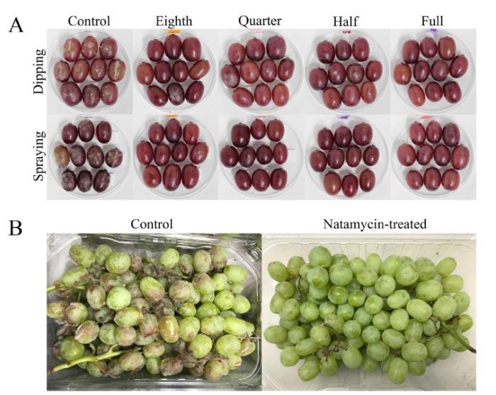 MUFFA GRIGIA NATAMICINA