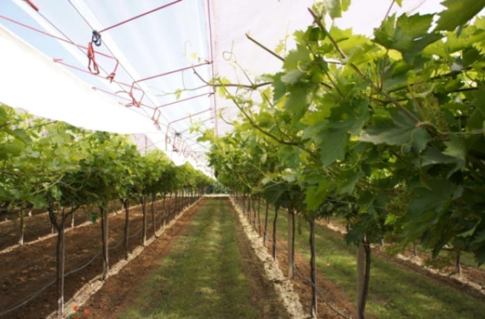 inerbimento in vigneto