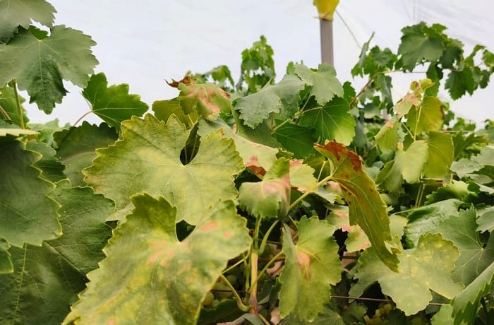 siccita-in-puglia-1 (1)