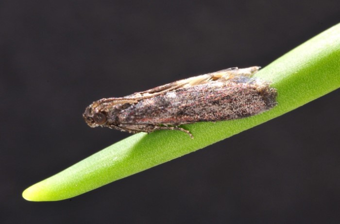 tignola rigata 2