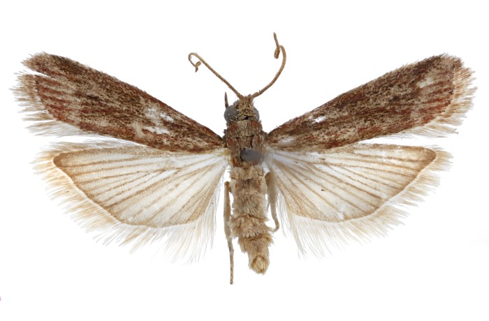 tignola rigata