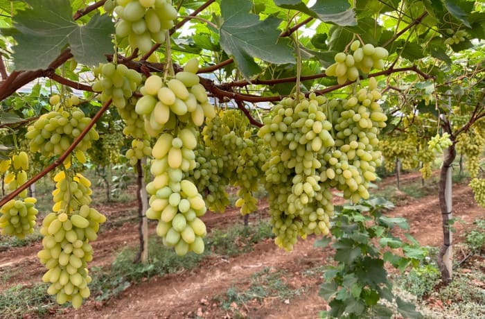 uva da tavola 2024 1 (1)