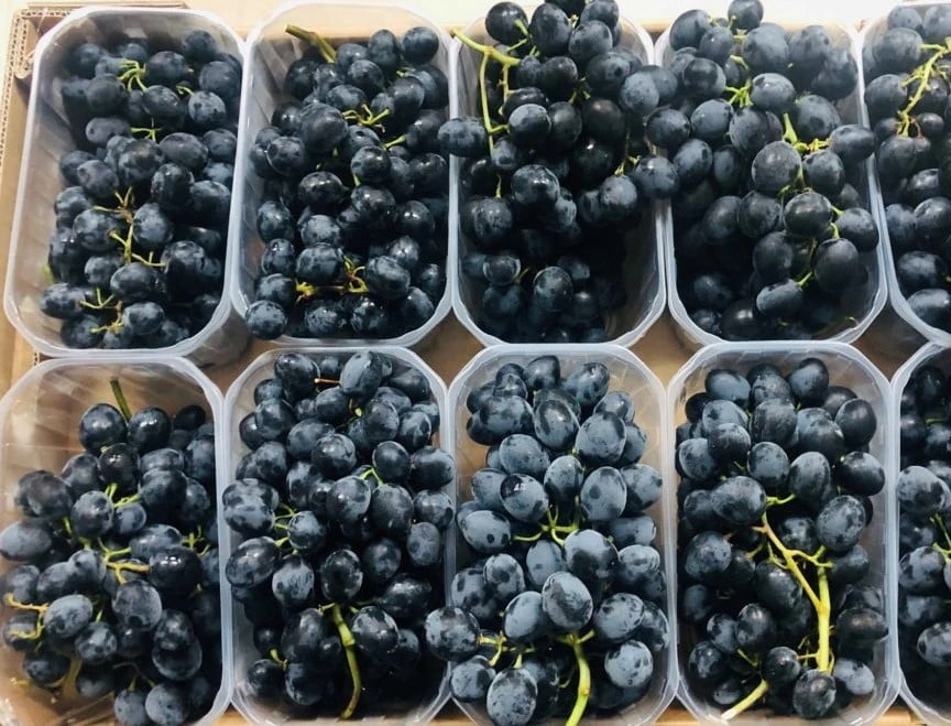 uva da tavola moldava