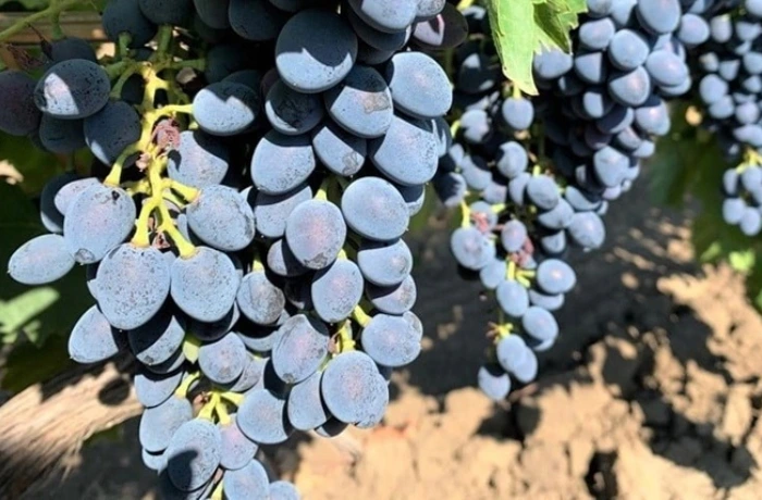 uva da tavola moldava