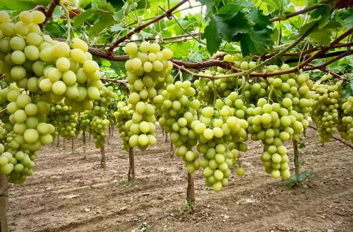 coldiretti-Puglia-LUV-Fiera-partner (1)