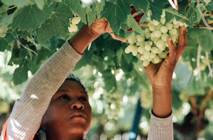 uva da tavola in sudafrica 2
