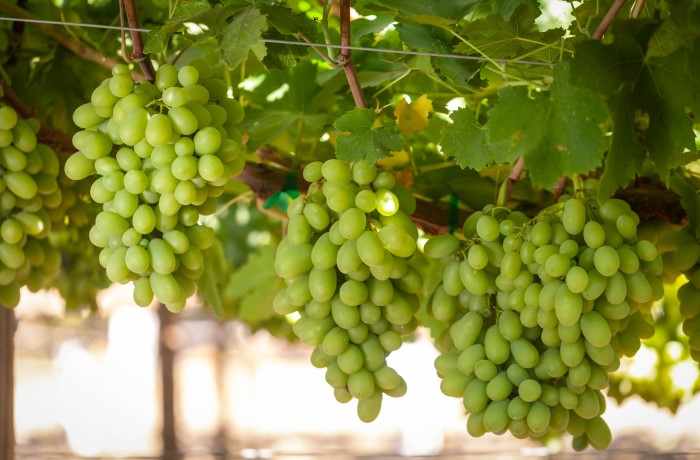 Breeder - impianti illegali