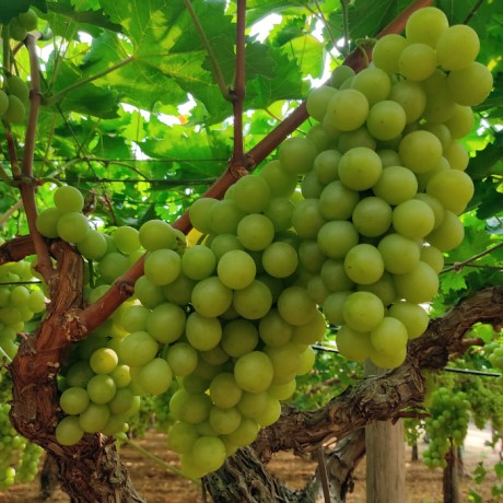 Grappolo di uva Italia a maturazione tardiva