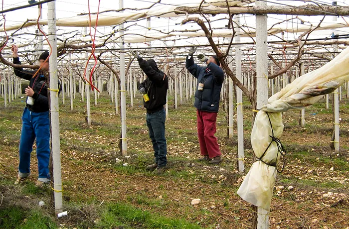 La potatura della vite - operazione colturale